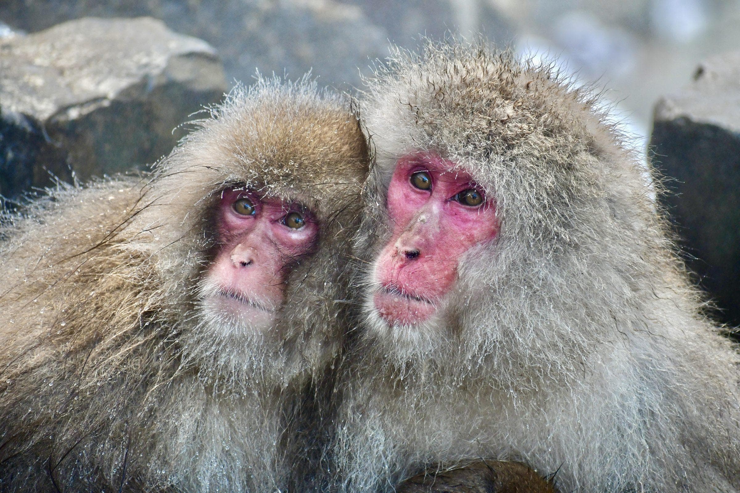 Two snow monkeys huddled together at Jigokudani Monkey Park